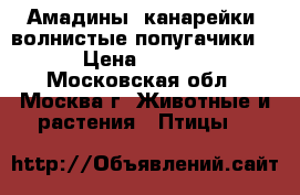 Амадины. канарейки, волнистые попугачики.  › Цена ­ 1 000 - Московская обл., Москва г. Животные и растения » Птицы   